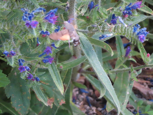 Eurasian Hummingbird Hawkmoth