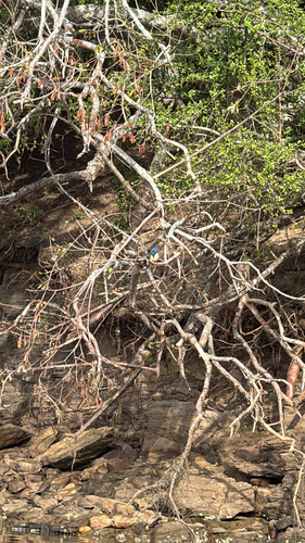 iNaturalist image