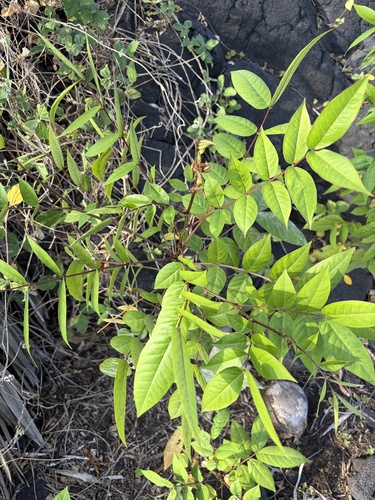 Senna occidentalis observed 2026-07-01