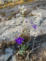 Delphinium menziesii