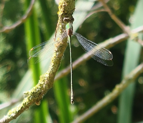 Western Willow Spreadwing