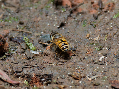 Eristalis cerealis