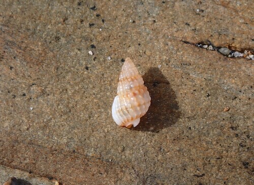 Nassarius nigellus, 2026-07-01