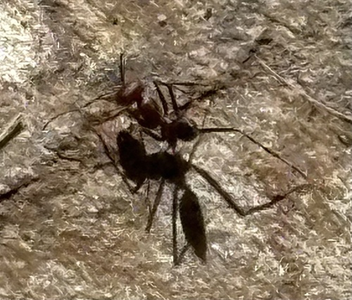 Nodal Desert Ant