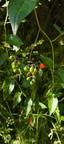 bittersweet nightshade