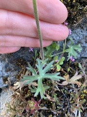 Delphinium menziesii