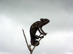 Chamaeleo zeylanicus