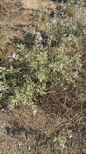 silverleaf nightshade