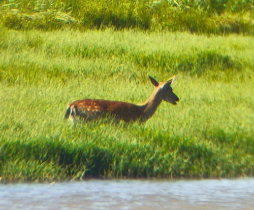 European Fallow Deer