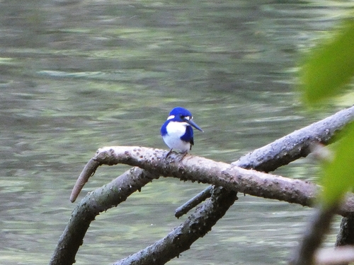Little Kingfisher (Ceyx pusillus), photo 6