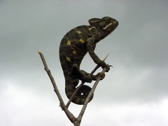 Chamaeleo zeylanicus