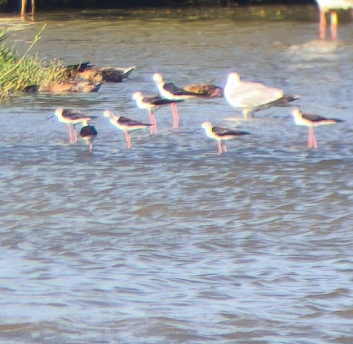 Black-winged Stilt