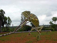 Chamaeleo zeylanicus