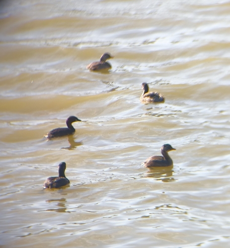 Little Grebe