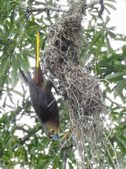Psarocolius angustifrons angustifrons