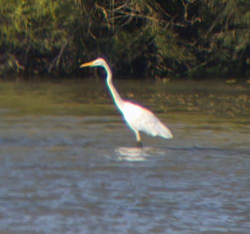 Great Egret