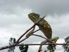 Chamaeleo zeylanicus