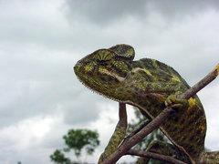 Chamaeleo zeylanicus