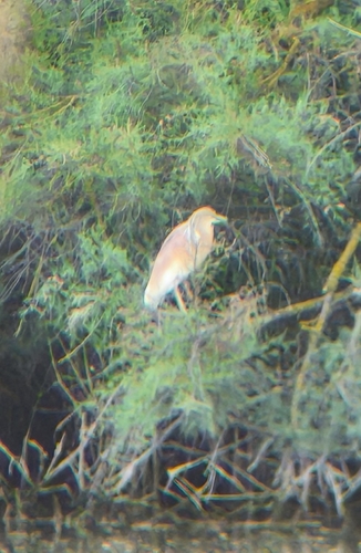 Squacco Heron
