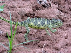 Chamaeleo zeylanicus