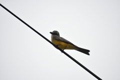 Tyrannus melancholicus