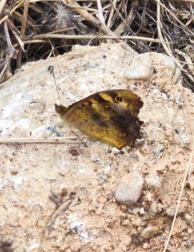Speckled Wood