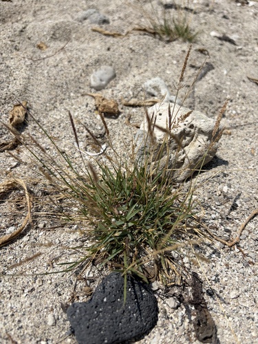 Sporobolus pyramidatus observed 2026-07-01