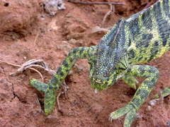 Chamaeleo zeylanicus
