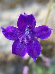 Delphinium menziesii