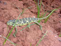 Chamaeleo zeylanicus