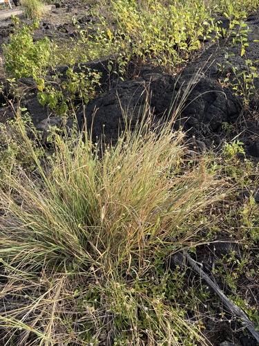 Heteropogon contortus observed 2026-07-01