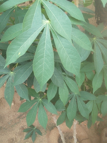 Cassava