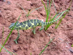 Chamaeleo zeylanicus