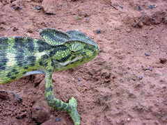 Chamaeleo zeylanicus