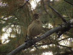 Turdus assimilis