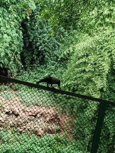 House Crow