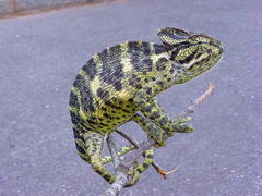 Chamaeleo zeylanicus