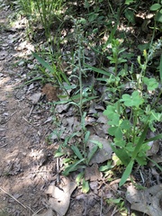 Gamochaeta argyrinea