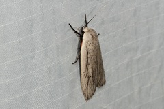 Maroga setiotricha