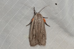 Maroga setiotricha