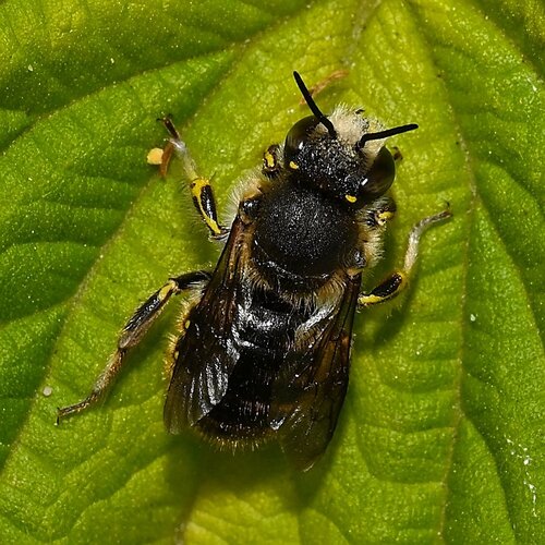 European Woolcarder Bee
