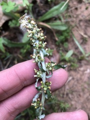 Gamochaeta argyrinea