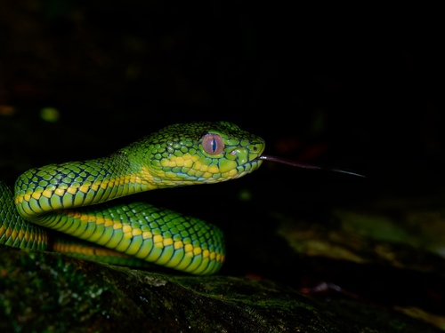 Schultze's Pit Viper, Trimeresurus schultzei