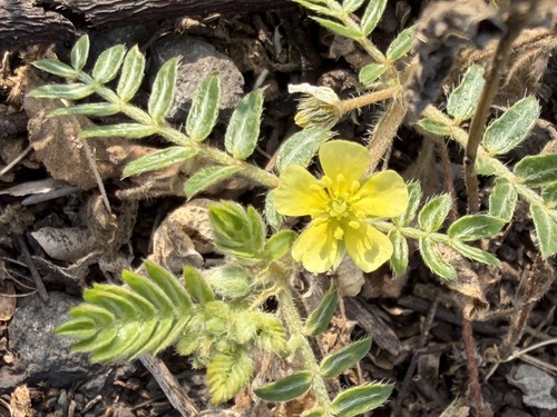 Tribulus terrestris observed 2026-07-01