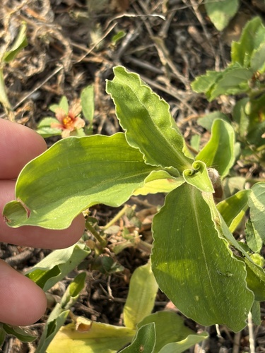 Commelina benghalensis observed 2026-07-01