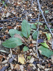 Adenocaulon chilense