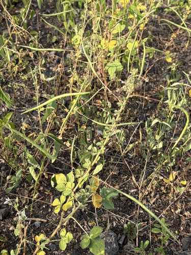 Cleome, 2026-07-01