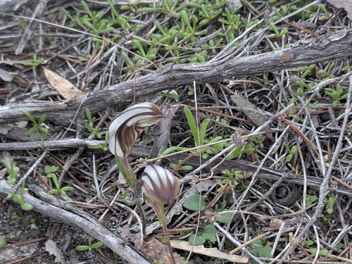 long-tongued shell orchid