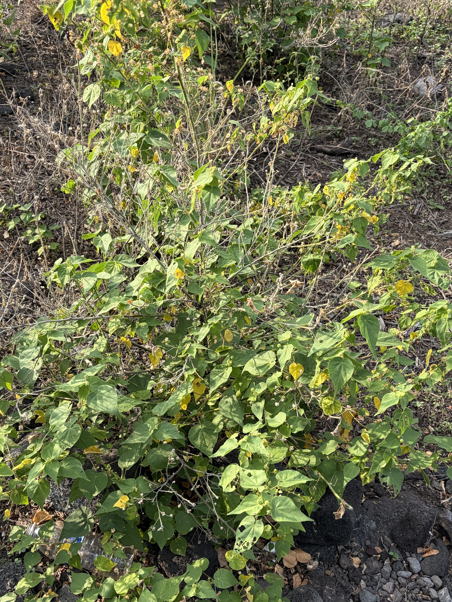 Abutilon viscosum (L.) Dorr 4