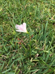 Zephyranthes atamasco
